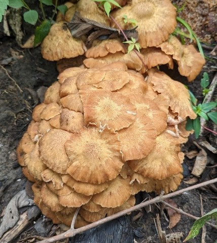 Ringless Honey Mushroom (Desarmillaria caespitosa)