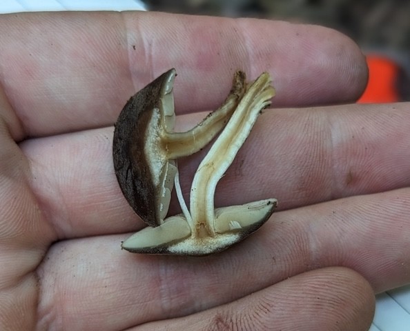 Scaber Stem Agrocybe (Agrocybe firma)