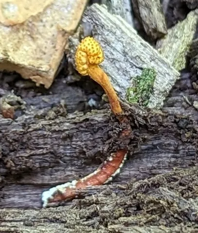 Cheeto Cordyceps (Ophiocordyceps variabilis)