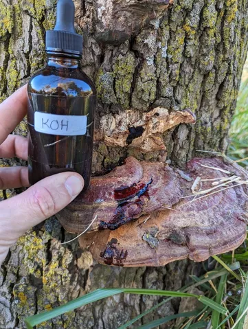 undefined (Ganoderma sessile)