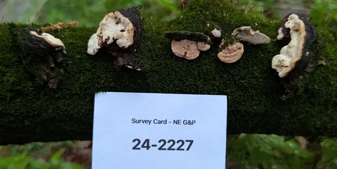 undefined (Perenniporia ohiensis)