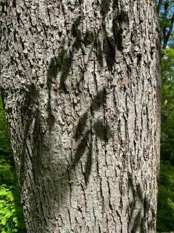 Lynx Paw Oyster (Pleurotus levis)