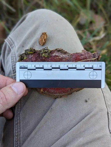 undefined (Ganoderma sessile)
