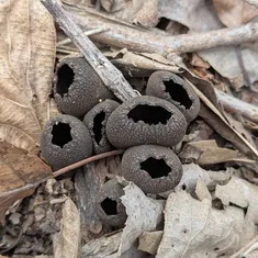 Devil's Urn