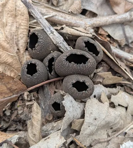 Urnula craterium