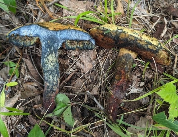 American Lurid Bolete (Suillellus ameriluridus)