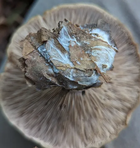 Blewit (Collybia nuda)