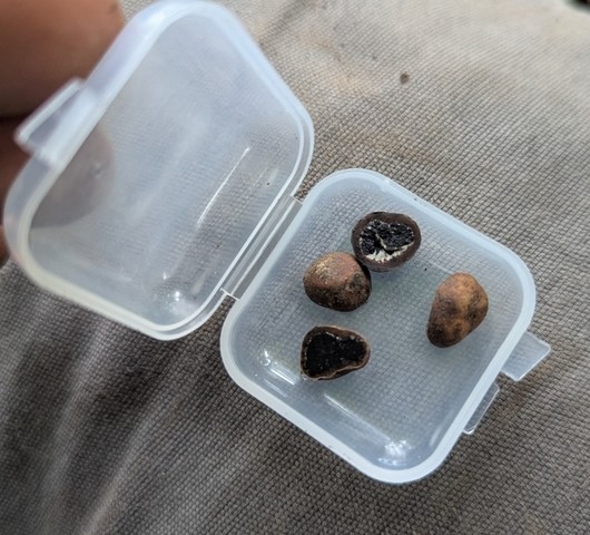 undefined (Elaphomyces sp.)