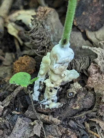 Sebacina incrustans
