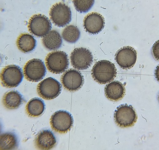 undefined (Elaphomyces dalemurphyi)