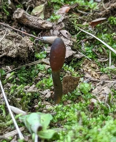 Snaketongue Truffleclub (Tolypocladium ophioglossoides)